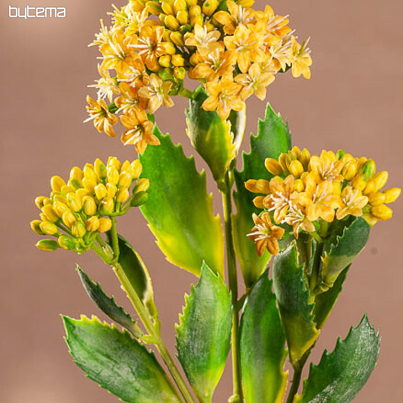 KALANCHOE YELLOW