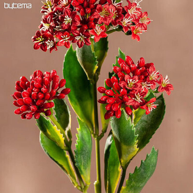 KALANCHOE RED