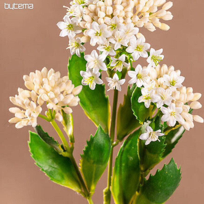 KALANCHOE WHITE