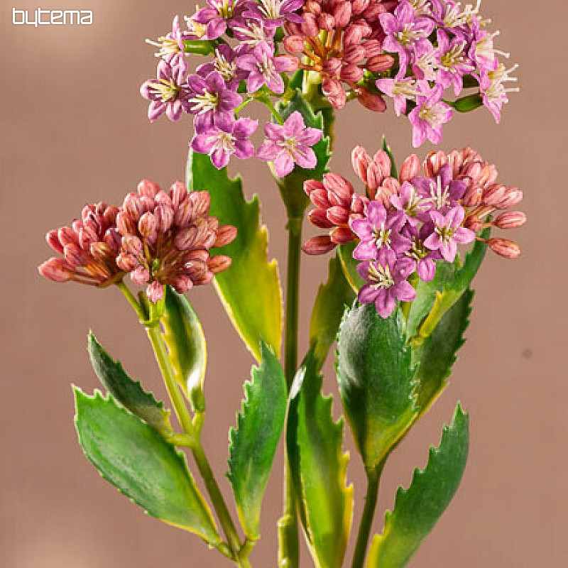 KALANCHOE PURPLE