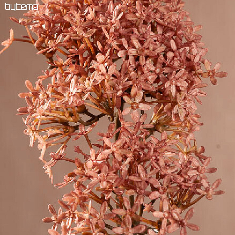 DRY CROWN FLOWER PINK