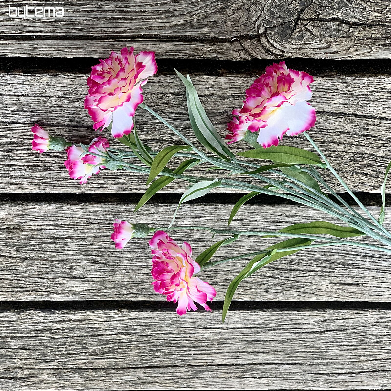 CARNATION pink and white