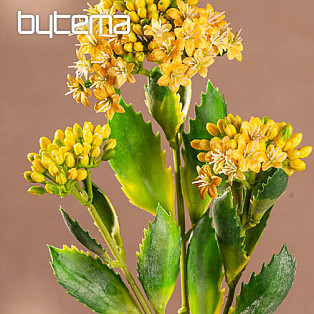 KALANCHOE YELLOW