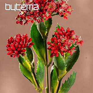 KALANCHOE RED