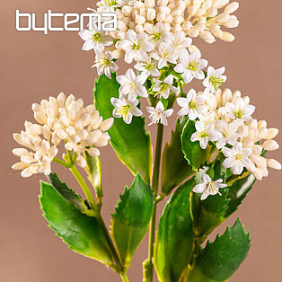 KALANCHOE WHITE