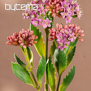 KALANCHOE PURPLE