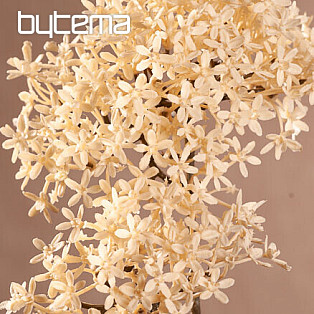 DRY CROWN FLOWER WHITE