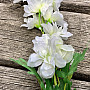 Delphinium white 79 cm