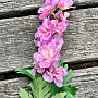 Delphinium pink 79 cm