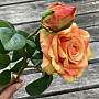 ROSE orange