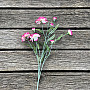 CARNATION pink and white