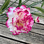 CARNATION pink and white