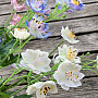 WHITE WILD FLOWER