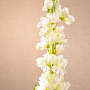 Delphinium white 79 cm